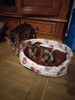 pisoi bengal cu pedigree  - imagine 5