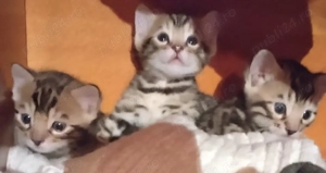 pisoi bengal cu pedigree  - imagine 2