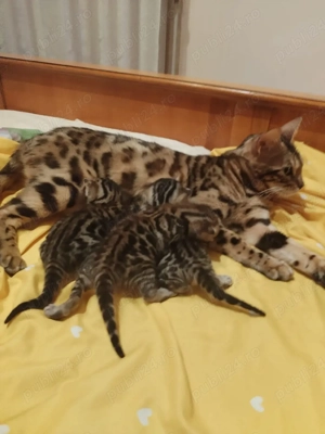 pisoi bengal cu pedigree  - imagine 3