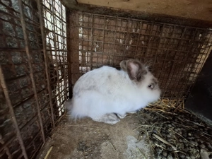 Vand iepuri  - imagine 5