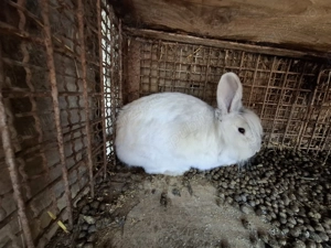 Vand iepuri  - imagine 3