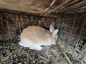 Vand iepuri  - imagine 4