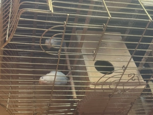 De vânzare doi agapornis cu tot cu colivie