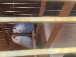 De vânzare doi agapornis cu tot cu colivie - imagine 2