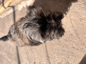 Vand pui bichon - imagine 5