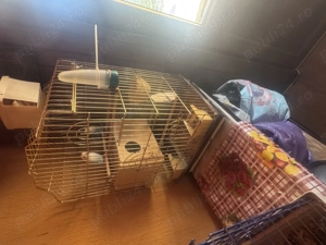 De vânzare doi agapornis cu tot cu colivie - imagine 4