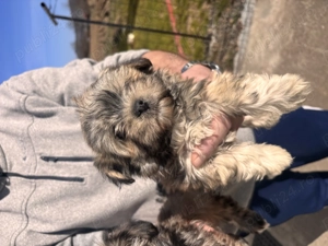 Vand pui bichon - imagine 2