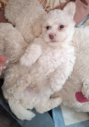 Bichon Maltez 2 fetițe și 2 Băieți  - imagine 4