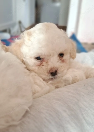 Bichon Maltez 2 fetițe și 2 Băieți  - imagine 2