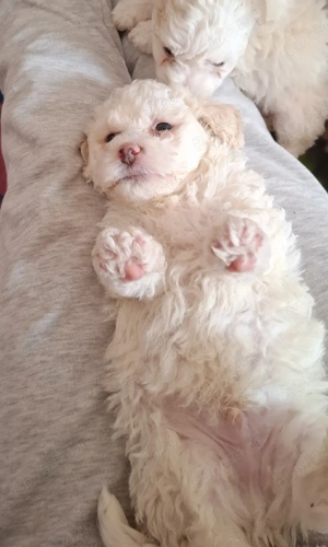 Bichon Maltez 2 fetițe și 2 Băieți 