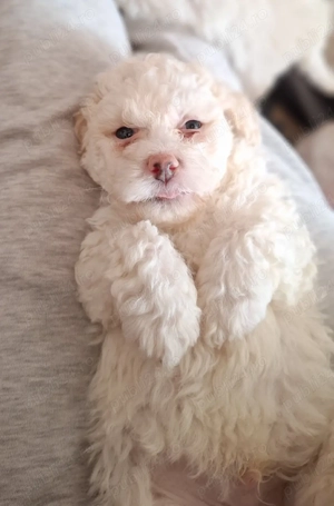 Bichon Maltez 2 fetițe și 2 Băieți  - imagine 5