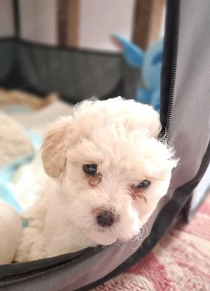 Bichon Maltez 2 fetițe și 2 Băieți  - imagine 3