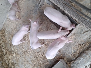 De vinzare purcei landrace - imagine 2