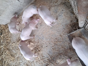 De vinzare purcei landrace - imagine 3