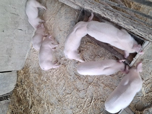 De vinzare purcei landrace