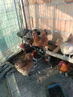 oua pt incubat - imagine 3