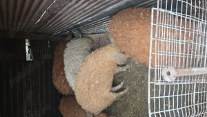 porci mangalița de vânzare