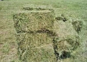 Vând baloți de lucernă coasa a doua