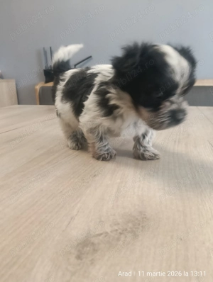 Vând shih tzu masculi 