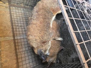 vier mangalița de vânzare