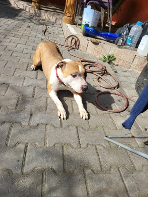 donez femela rasa amstaff  - imagine 4