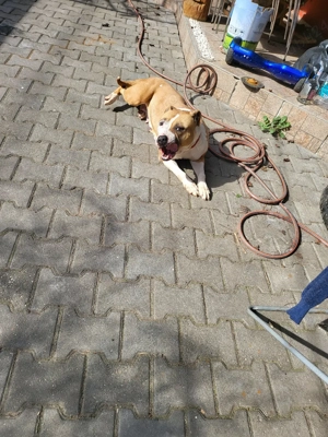 donez femela rasa amstaff  - imagine 5