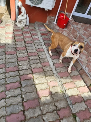 donez femela rasa amstaff  - imagine 3