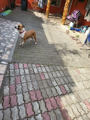 donez femela rasa amstaff  - imagine 2