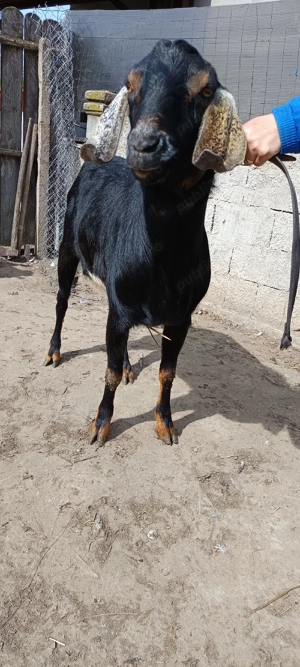 vând sau schimb țap anglo-nubian original  - imagine 2