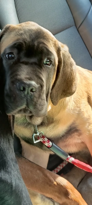 Vand Cane corso din canisă 