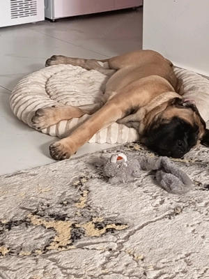 Vand Cane corso din canisă  - imagine 3