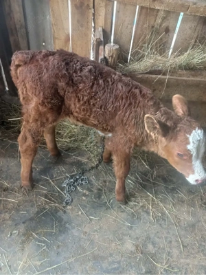 vand vitelusa baltata romaneasca - imagine 2