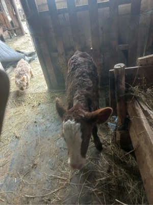 vand vitelusa baltata romaneasca