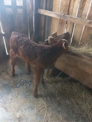 vand vitelusa baltata romaneasca - imagine 3