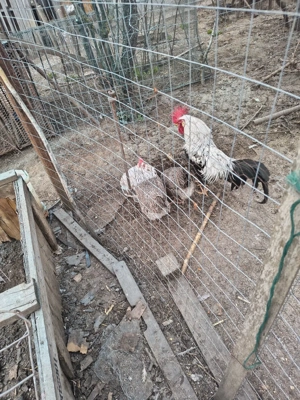 Vând cocoș, italiana argintie și italiana barată.