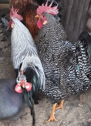 Vând cocoș, italiana argintie și italiana barată. - imagine 2