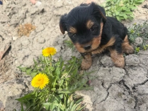 vand cacei York Shire Terrier - imagine 2