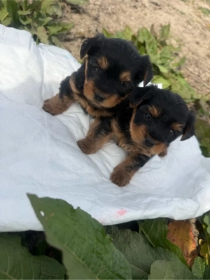 vand cacei York Shire Terrier - imagine 3