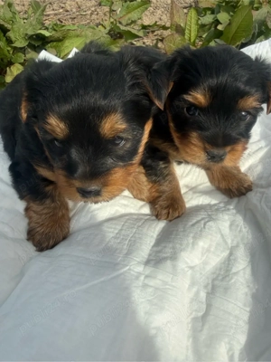 vand cacei York Shire Terrier - imagine 5