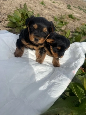 vand cacei York Shire Terrier - imagine 4