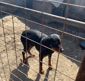 Vând mascul Copoi ardelenesc