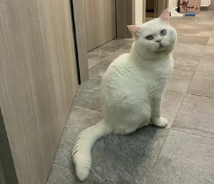 British Shorthair White  - imagine 2