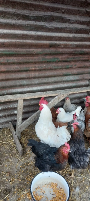 cocoși albi de 1 an - imagine 2