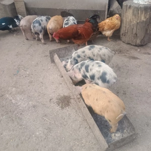 vand purcei  și șoldani  - imagine 4