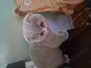 Fetita Scottish Fold