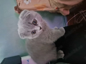 Fetita Scottish Fold - imagine 4
