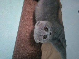 Fetita Scottish Fold - imagine 2