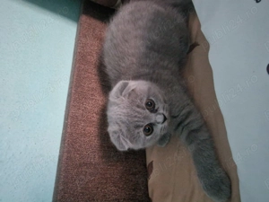 Fetita Scottish Fold - imagine 3
