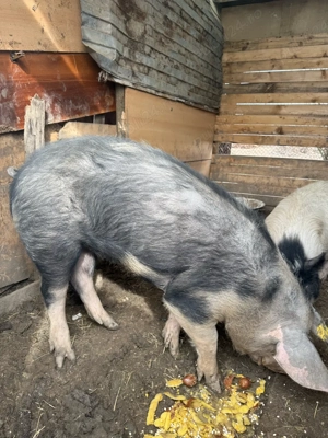 vand porci - imagine 4