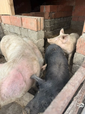 vand porci - imagine 2